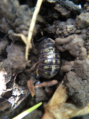 Armadillidium vulgare