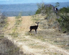 Odocoileus virginianus texanus