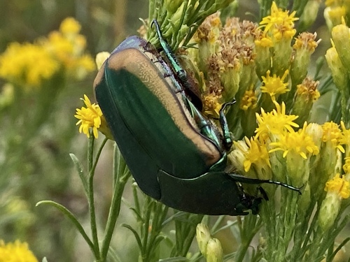 iNaturalist observation photo of Figeater Beetle