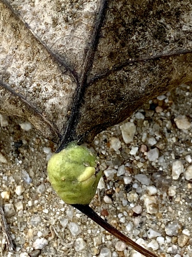 iNaturalist observation photo of Cherubic Poplar Petiole-gall Aphid
