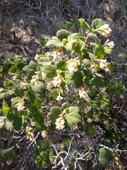 Ribes indecorum