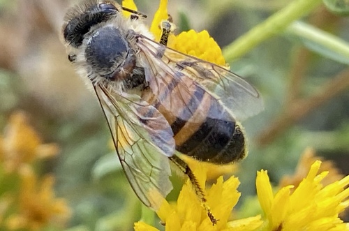 iNaturalist observation photo of Western Honey Bee