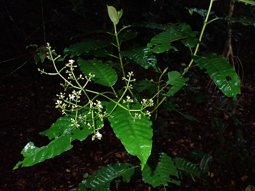 Psychotria baillonii observed 2023-09-21
