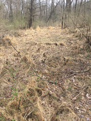 Microstegium vimineum