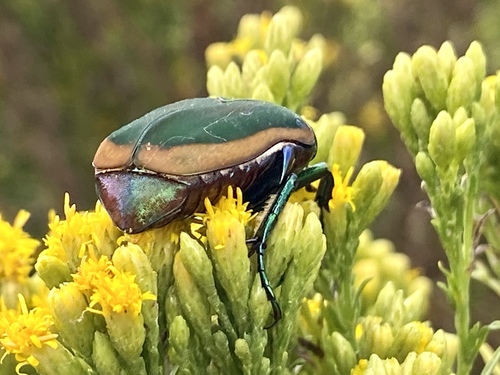 iNaturalist observation photo of Figeater Beetle