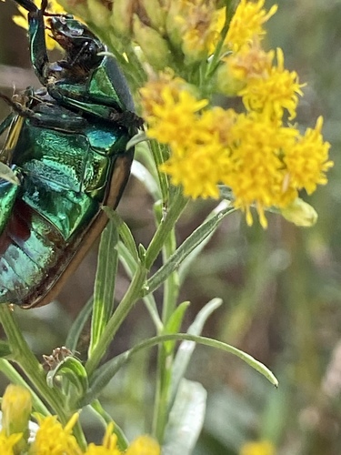 iNaturalist observation photo of Figeater Beetle