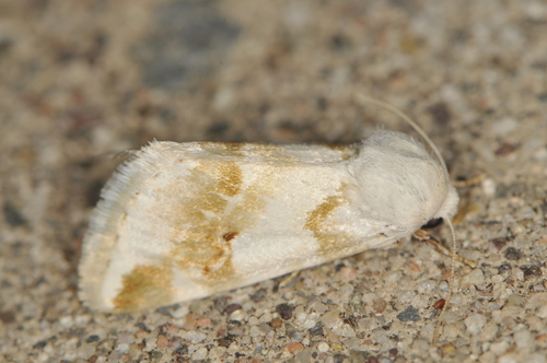 Rabbitbush Flower Moth photo 5