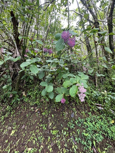 Medinilla cumingii
