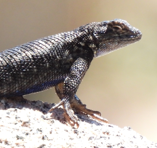 iNaturalist observation photo of Western Fence Lizard