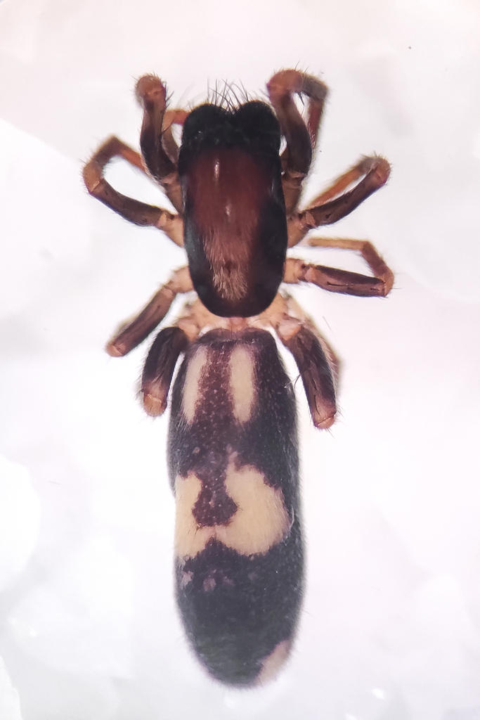 Aysenia araucana