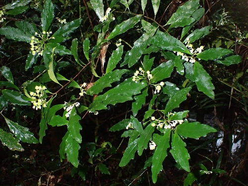 Hybanthus austrocaledonicus observed 2023-09-21