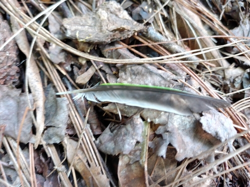 Blue-crowned Chlorophonia (Chlorophonia occipitalis), photo 5