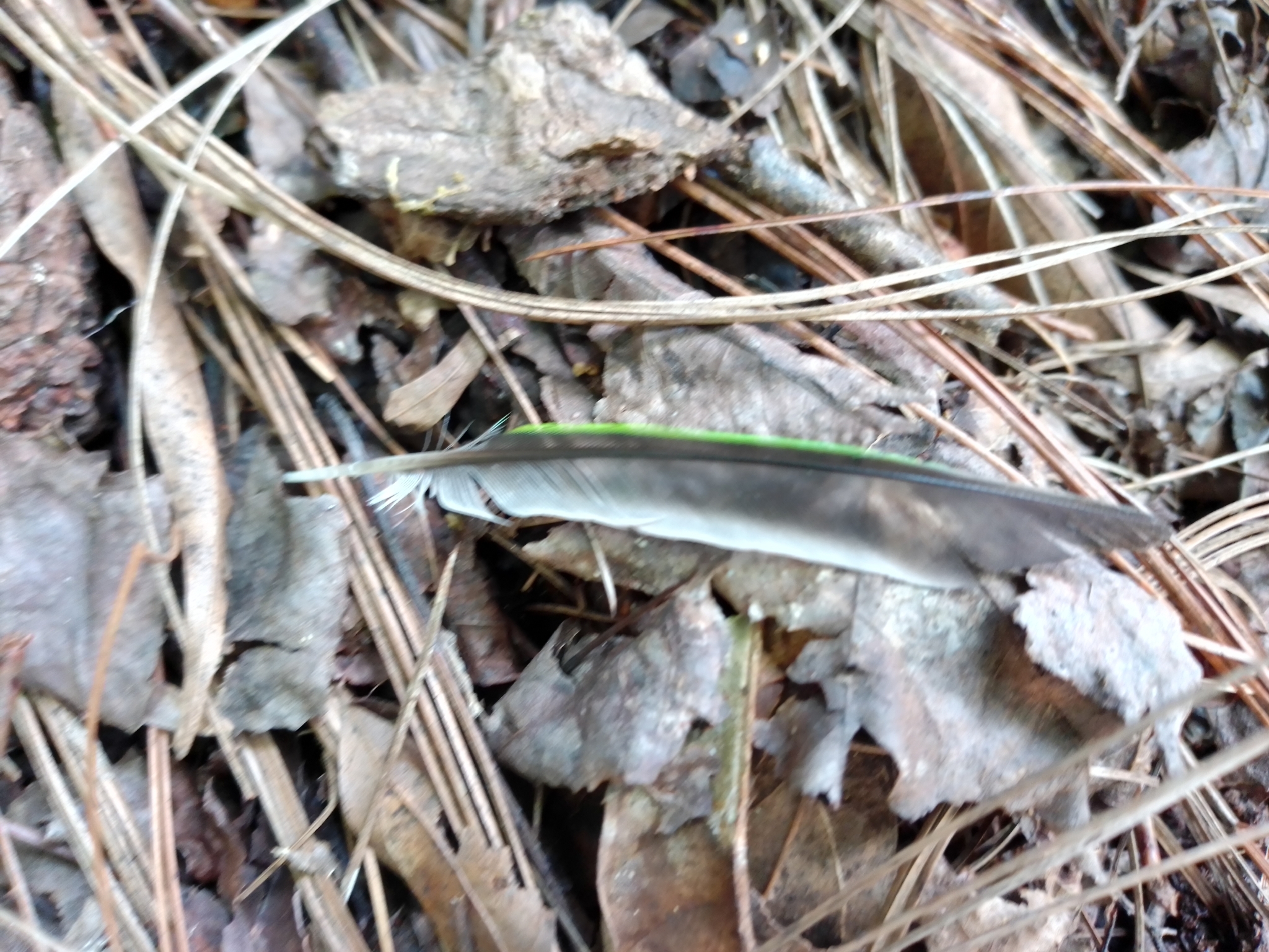 Blue-crowned Chlorophonia (Chlorophonia occipitalis), photo 3