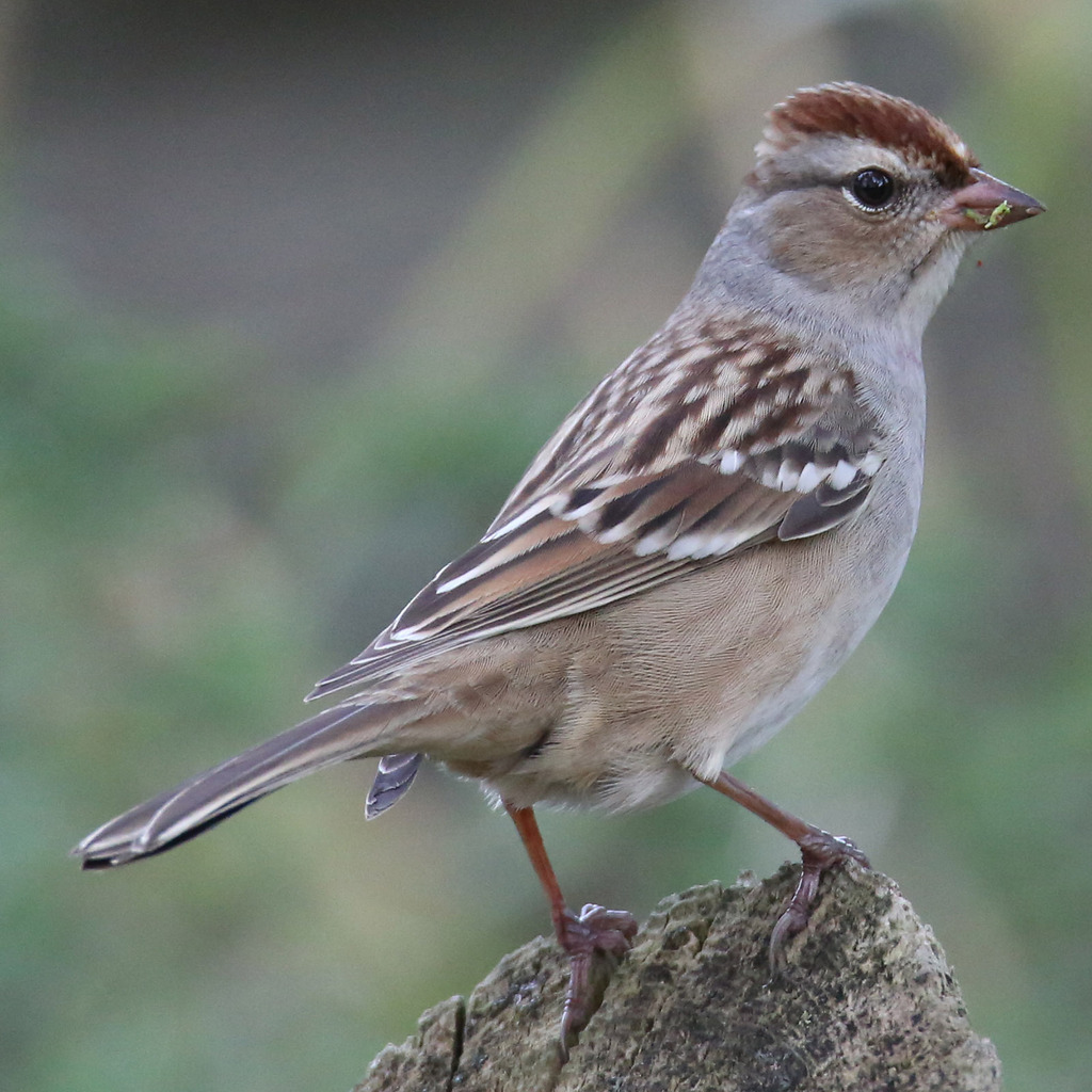 White-crowned Sparrow from Uptown, Chicago, IL, USA on September 20 ...