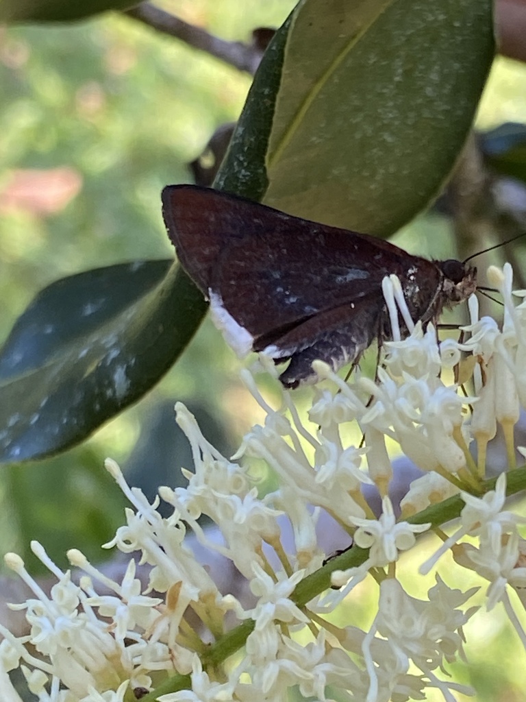 white-fringed swift