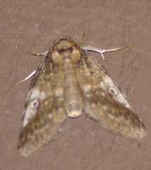 Baileya levitans