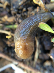 Milacidae