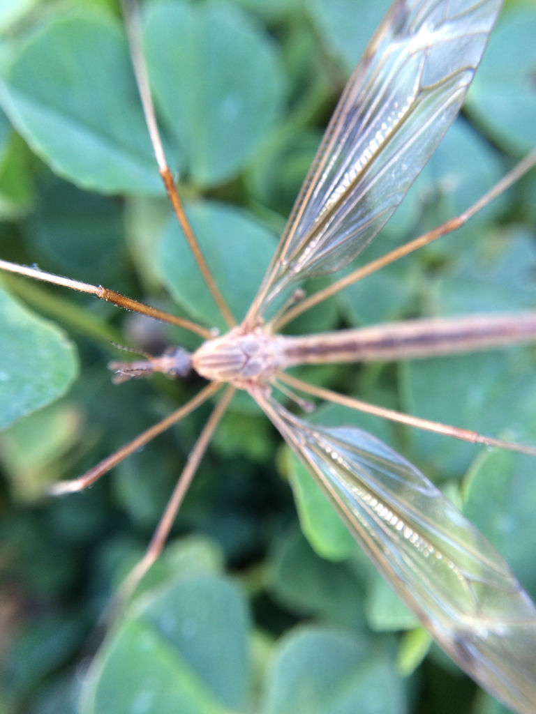 Tipula planicornis