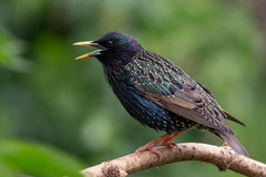European Starling - Photo (c) Fran Wiesner, some rights reserved (CC BY-NC-ND), uploaded by Fran Wiesner
