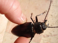 Stenodontes chevrolati