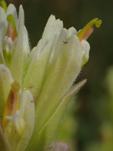 Image of Castilleja chrysantha by (c) Nolan Exe, some rights reserved (CC BY)