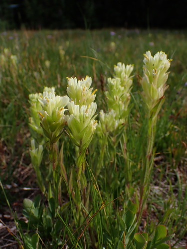 Image of Castilleja chrysantha by (c) Nolan Exe, some rights reserved (CC BY)