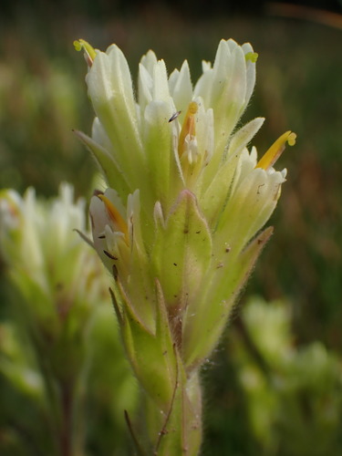 Image of Castilleja chrysantha by (c) Nolan Exe, some rights reserved (CC BY)