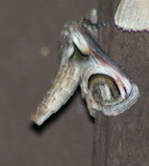 Paectes oculatrix