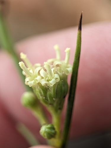 Image of Baccharis vanessae by (c) sdash, some rights reserved (CC BY)