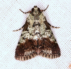 Orthaga rubridiscalis