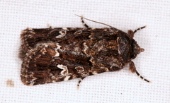 Ectopatria horologa