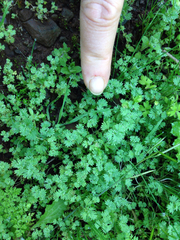Alchemilla occidentalis