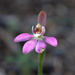 Pygmy Finger Orchid - Photo (c) angelinbotanico, some rights reserved (CC BY-NC)