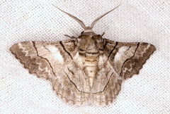 Hypobapta diffundens