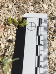 Loeflingia squarrosa