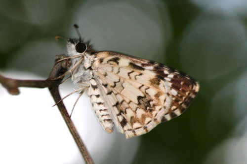 Tropical Checkered-Skipper