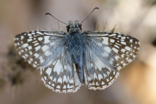 Tropical Checkered-Skipper