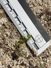 Loeflingia squarrosa