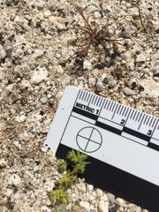 Loeflingia squarrosa