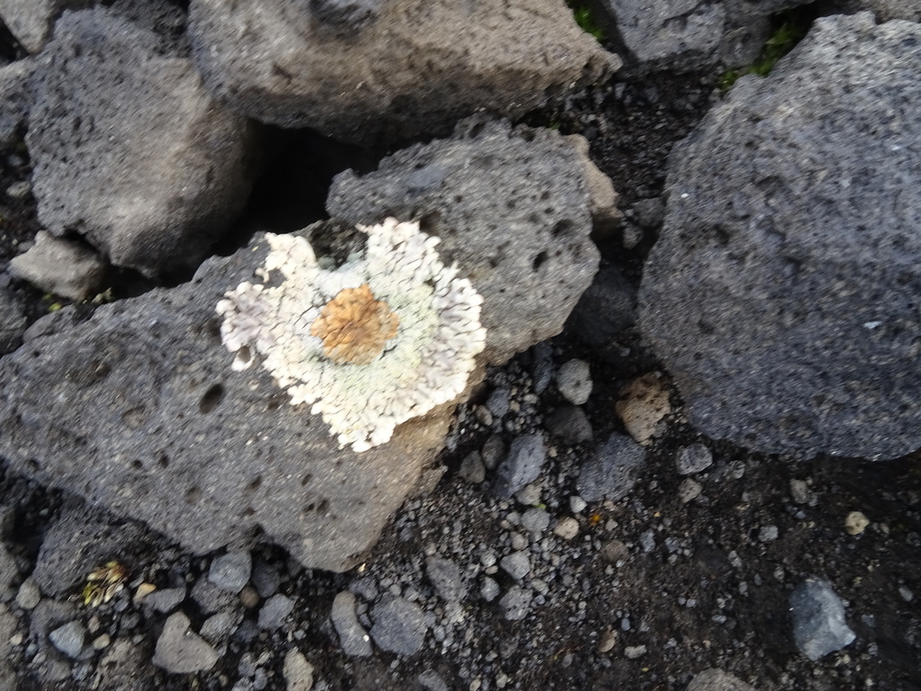 Placopsis antarctica