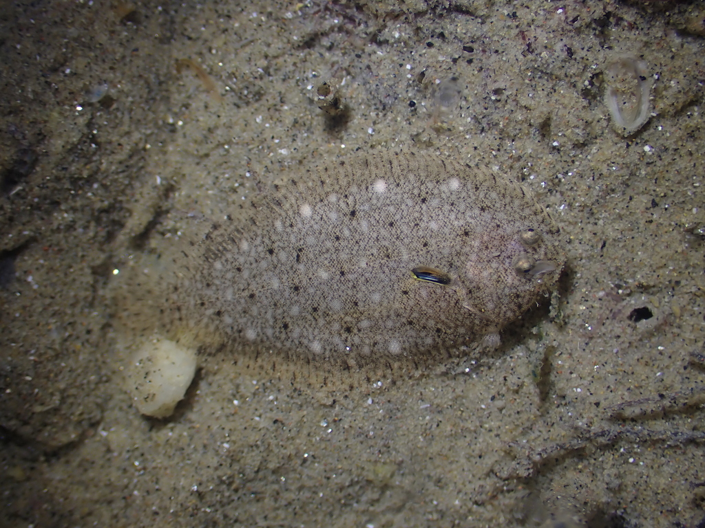 Ovate sole (Solea ovata) — Soleidae