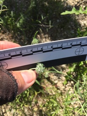 Cryptantha nevadensis