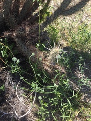 Cryptantha nevadensis
