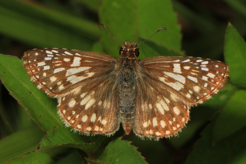 Tropical Checkered-Skipper