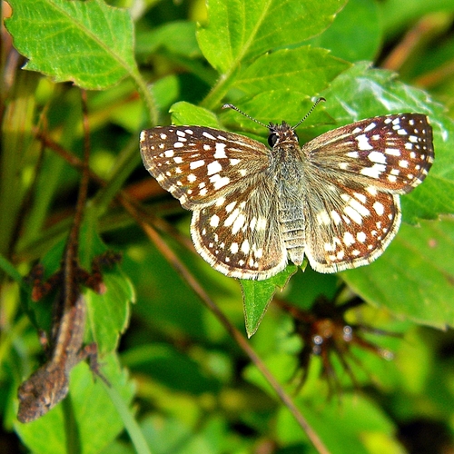 Tropical Checkered-Skipper