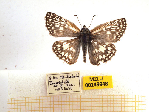 Tropical Checkered-Skipper
