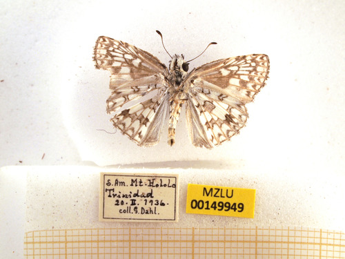 Tropical Checkered-Skipper