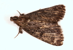Crioa acronyctoides
