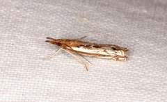 Anaclastis apicistrigellus