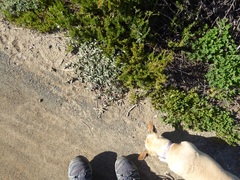Atriplex leucophylla